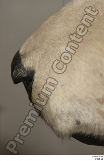 Polar bear nose 0005.jpg